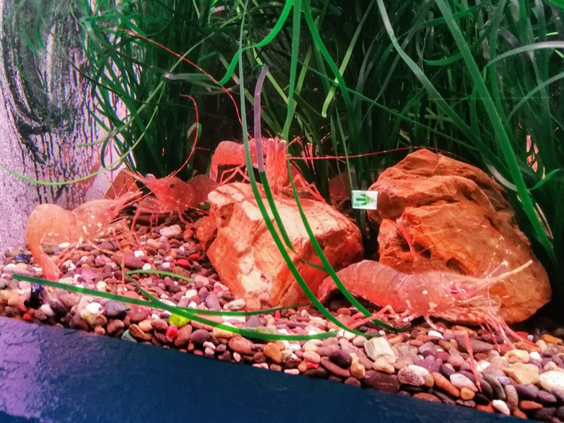 11トヤマエビ