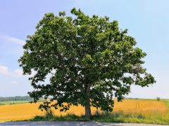 名前はブランドに由来！セブンスターの木｜北海道美瑛町