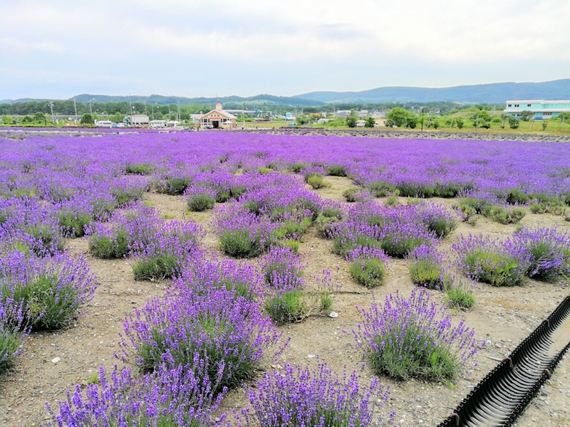 17オホーツクラベンダー畑