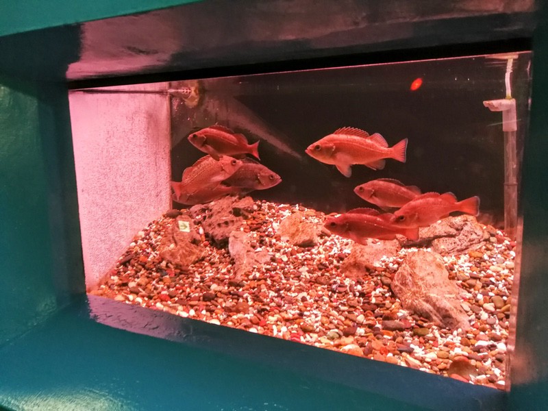 10エゾメバル