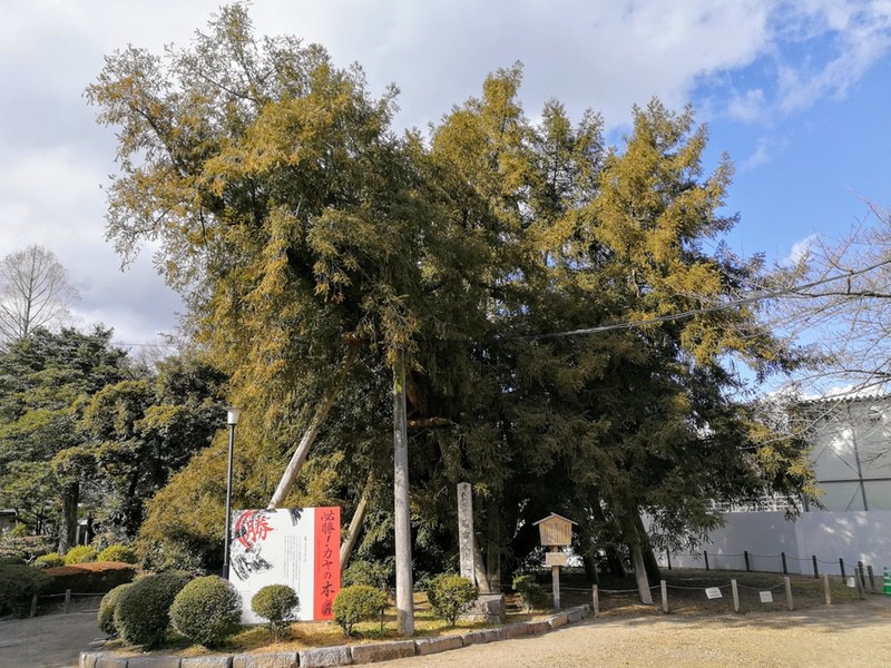 03カヤの木.jpg 03カヤの木