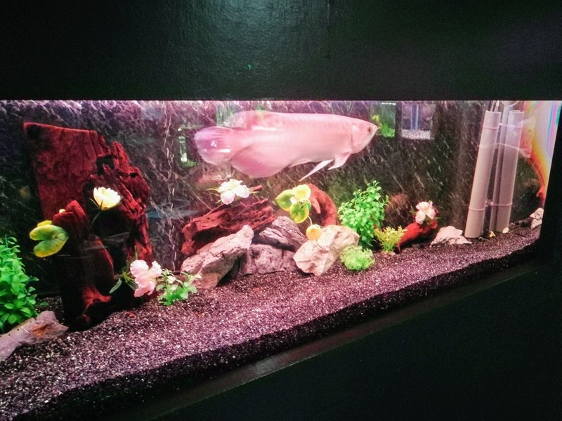 15アジアアロワナ