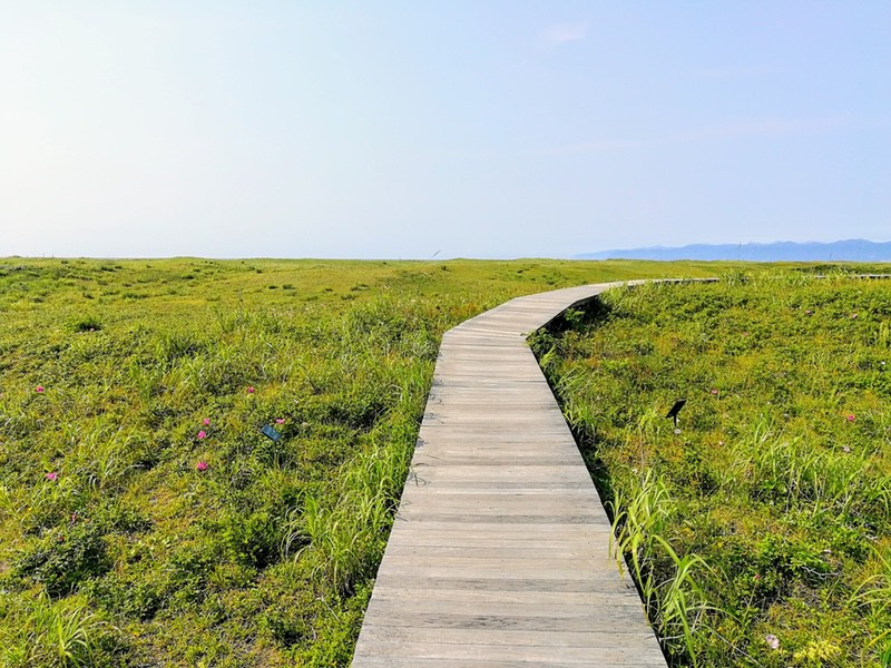 貴重な野生のハマナス はまなすの丘と石狩灯台 北海道石狩市 ゆういちろグ