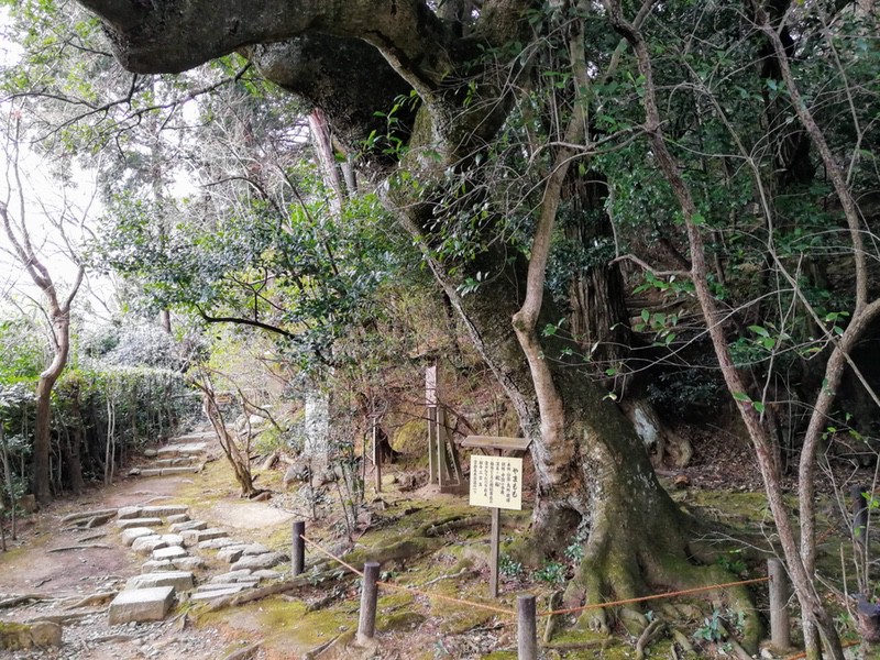 33やまもも.jpg 33やまもも