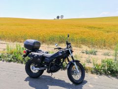 仲良く並ぶ親子の木と新緑のマイルドセブンの丘｜北海道美瑛町