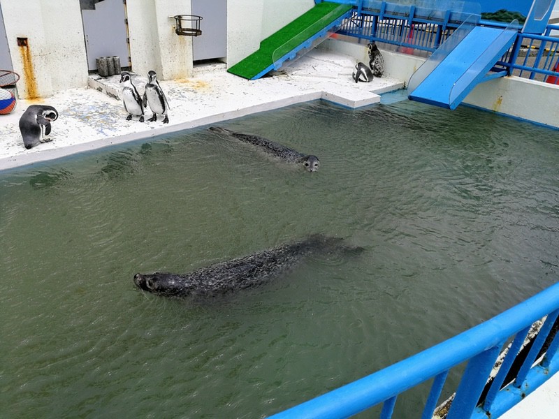 03フンボルトペンギンとゴマフアザラシ