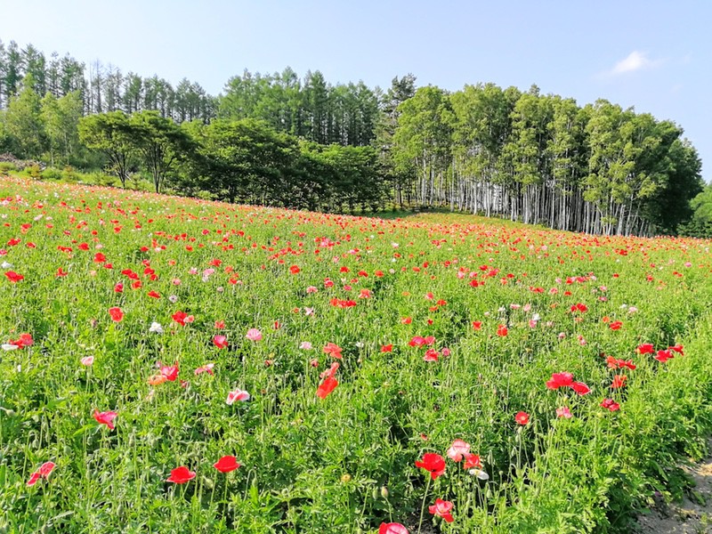 10山の彩りの畑.jpg 10山の彩りの畑