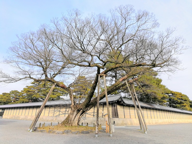 20清水谷家の椋.jpg 20清水谷家の椋