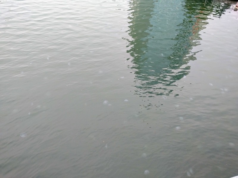 05新町川のクラゲ