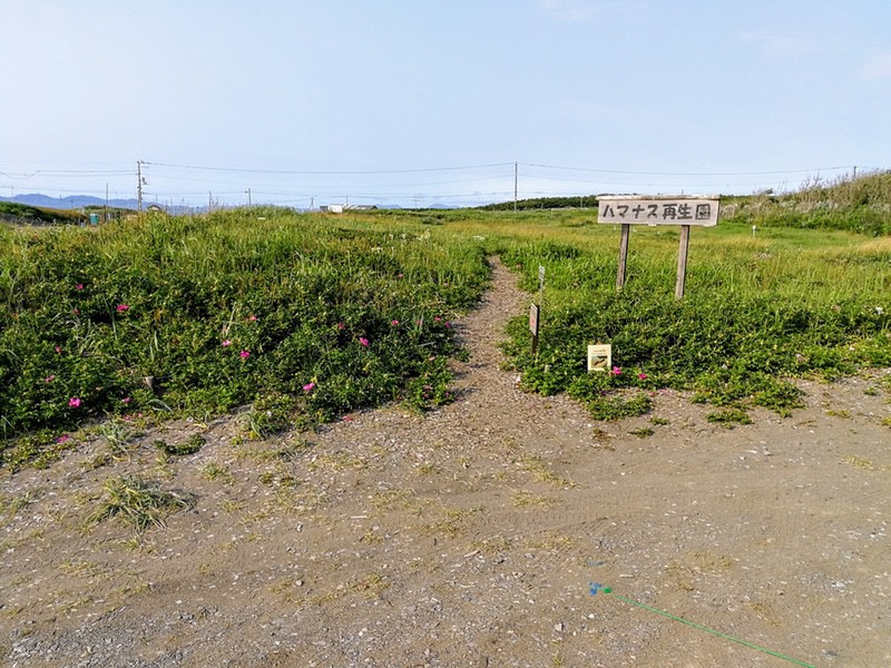 28石狩浜海浜植物保護センター.jpg 28石狩浜海浜植物保護センター