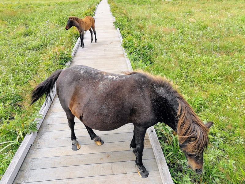 13ポニー.jpg 13ポニー