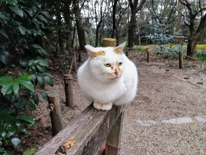 02猫