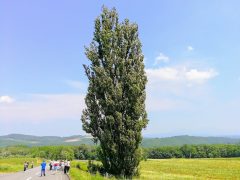 CMで有名なケンとメリーの木｜北海道美瑛町