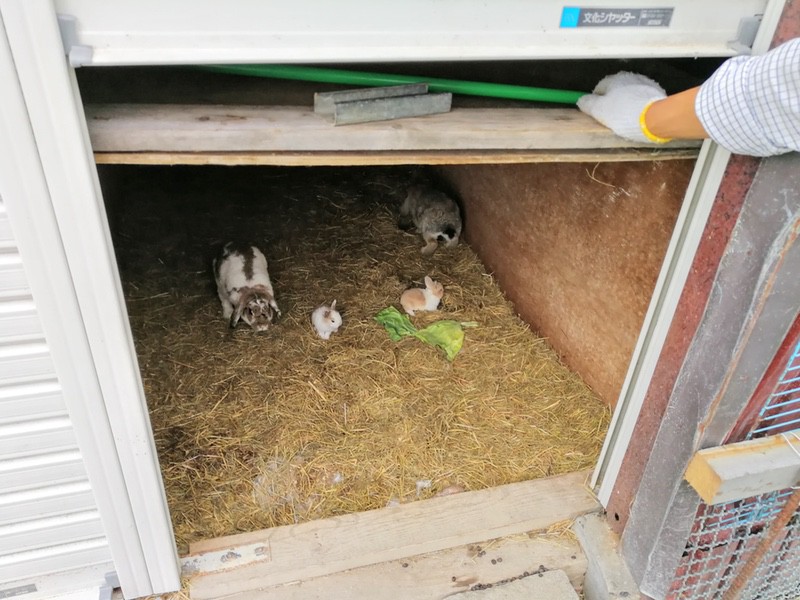 11赤ちゃんウサギ