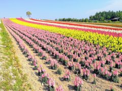 美瑛の丘の代表格！四季彩の丘｜北海道美瑛町