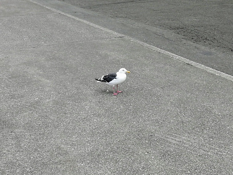11カモメ