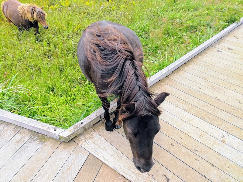 20ポニー.jpg 20ポニー