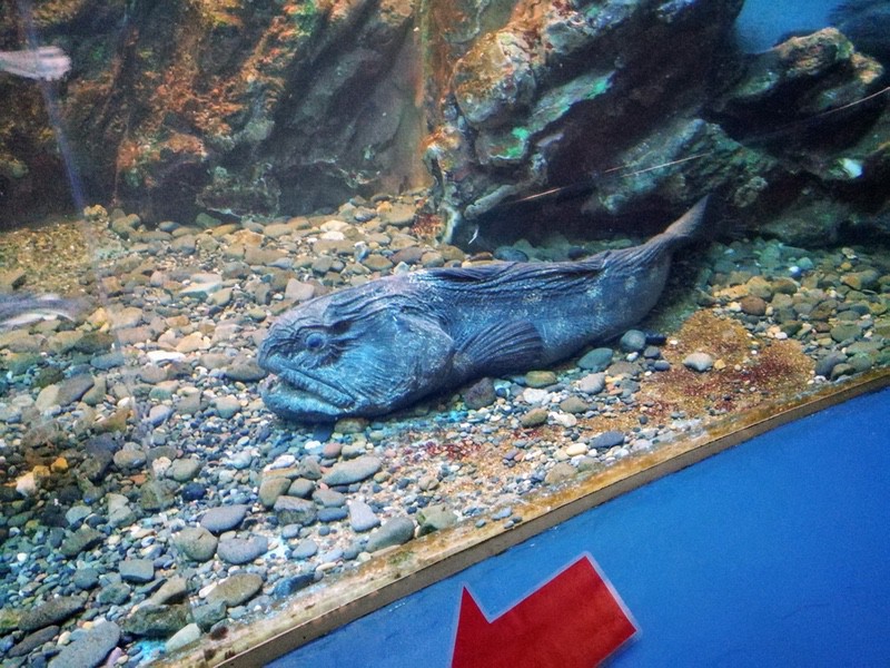 21オオカミウオ