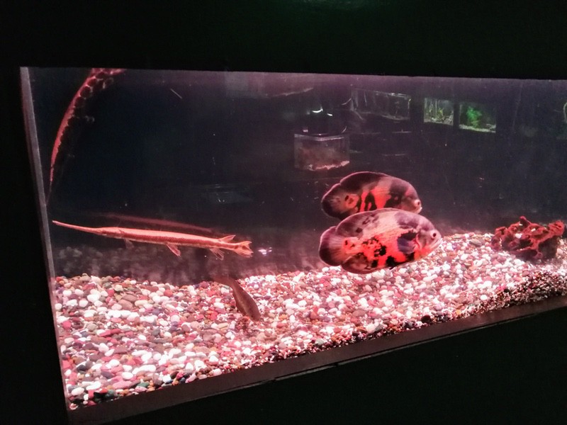 16アストロノータス スポッテッドガー