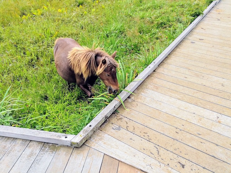 21ポニー.jpg 21ポニー