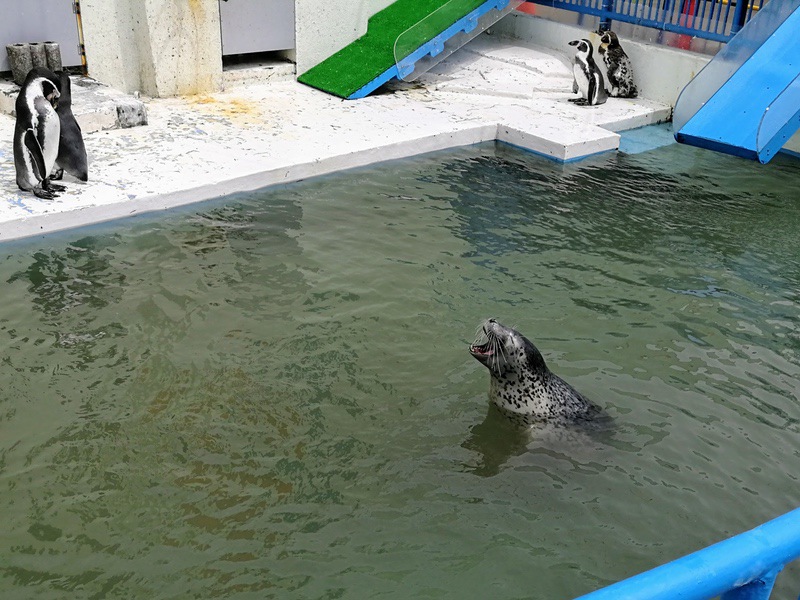 04ゴマフアザラシ