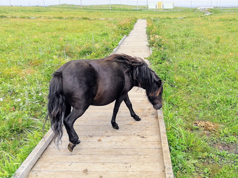 22ポニー.jpg 22ポニー