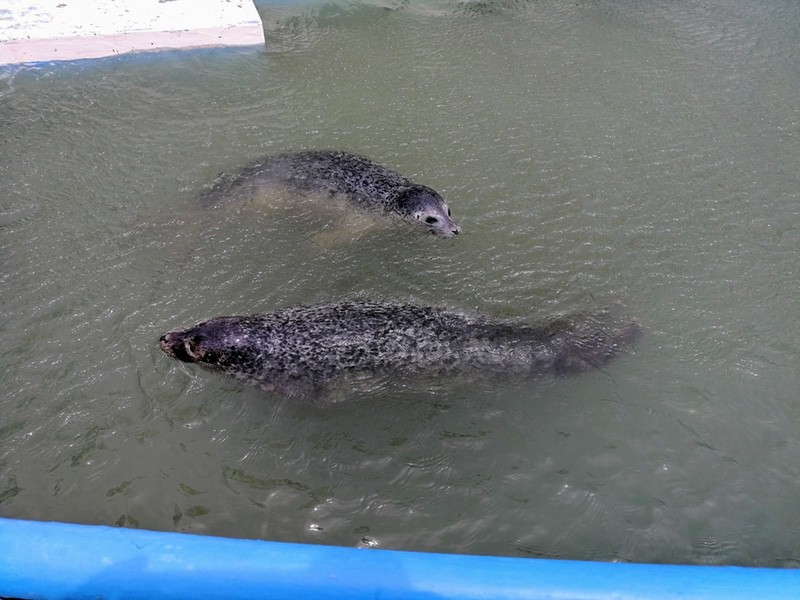 05ゴマフアザラシ