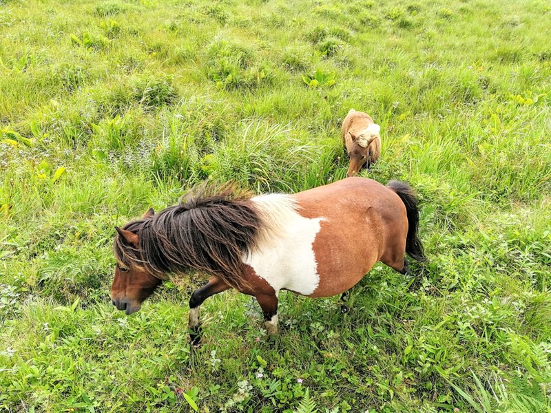 17ポニー.jpg 17ポニー