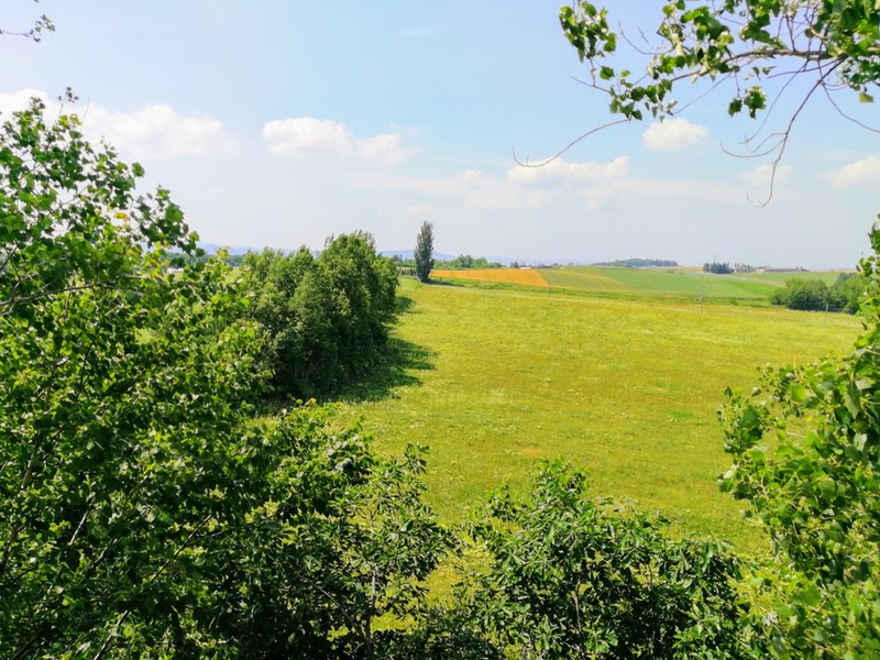 05ケンとメリーの木.jpg 05ケンとメリーの木