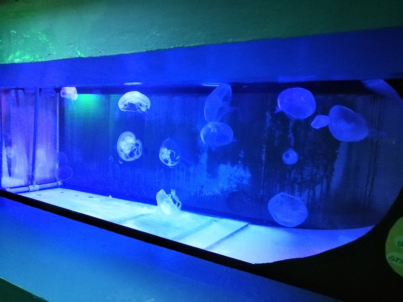 13ミズクラゲ