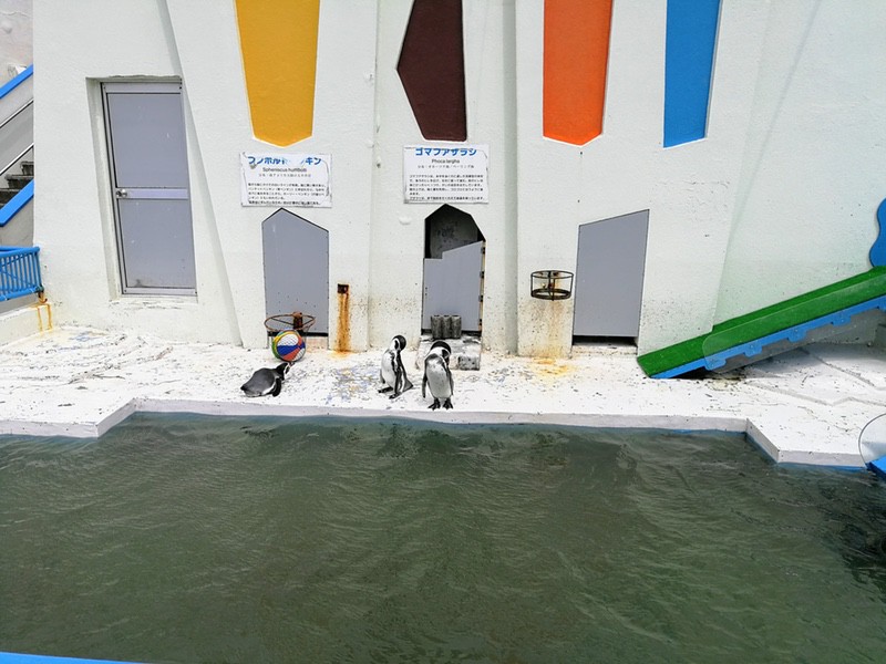 02フンボルトペンギン