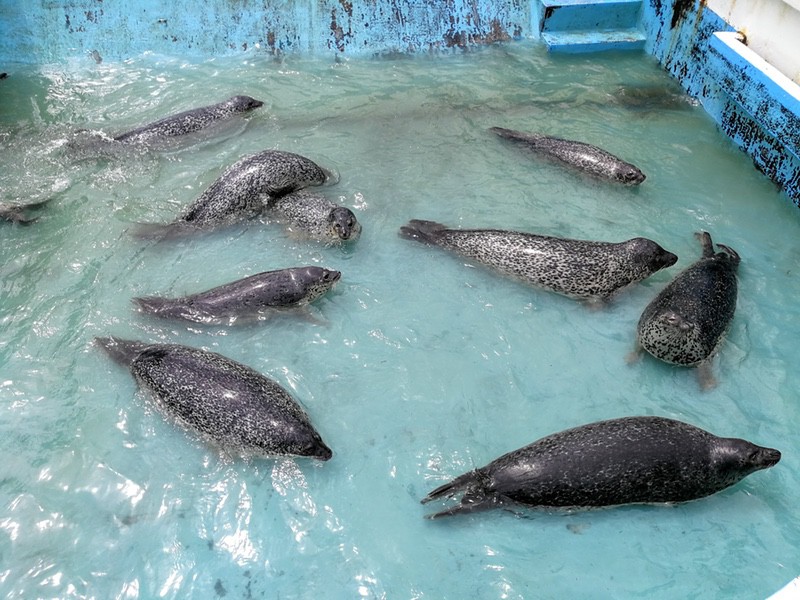 06ゴマフアザラシ