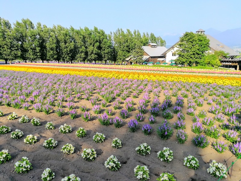 16花人の畑.jpg 16花人の畑