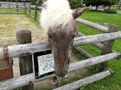 これで無料！？稚内動物ふれあいランド｜北海道稚内市