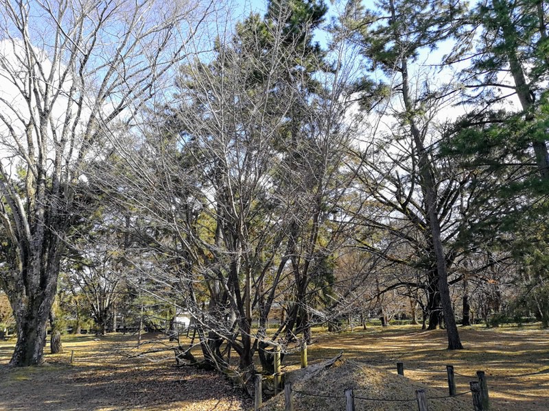 15マツに生えたサクラ.jpg 15マツに生えたサクラ