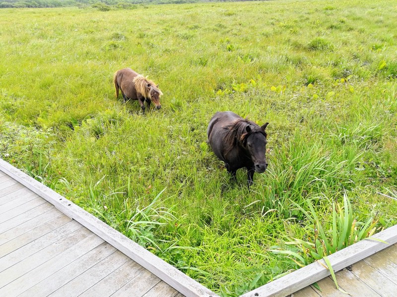 19ポニー.jpg 19ポニー