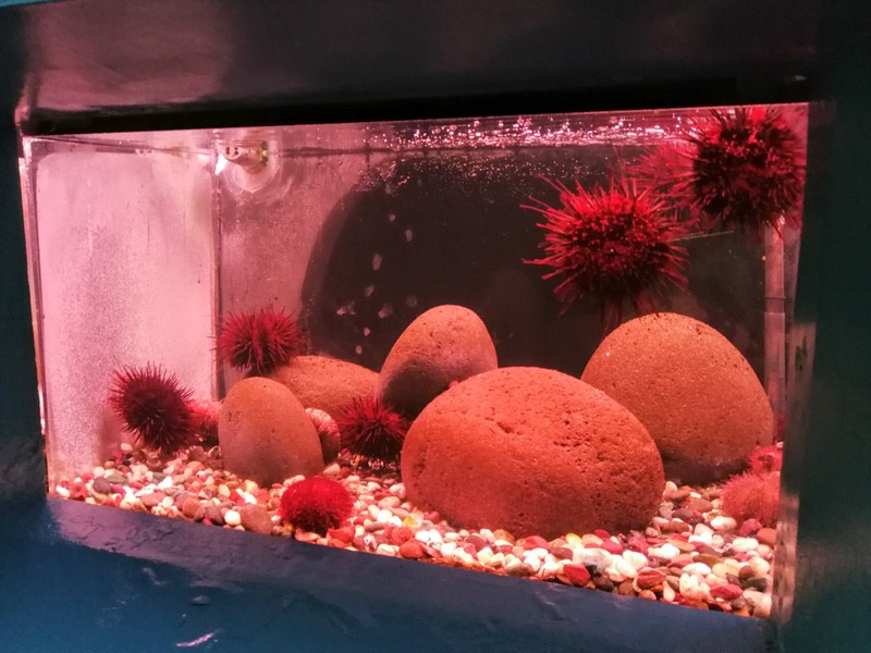 12キタムラサキウニ エゾバフンウニ