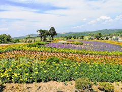 かぜかおる丘で遊ぶ！ぜぶるの丘｜北海道美瑛町