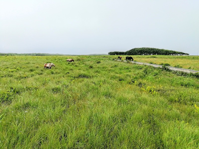 07北方原生花園.jpg 07北方原生花園