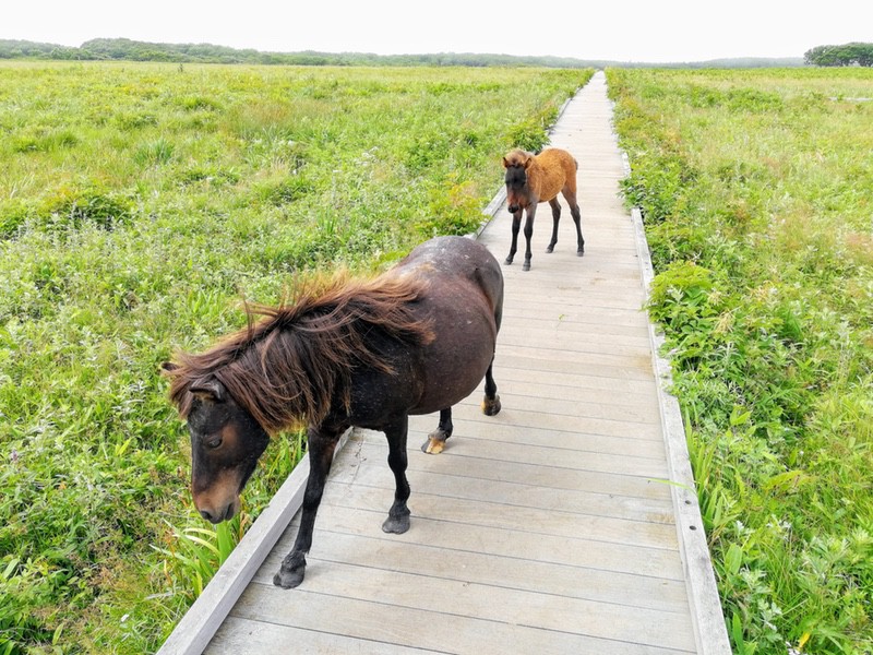 12ポニー.jpg 12ポニー