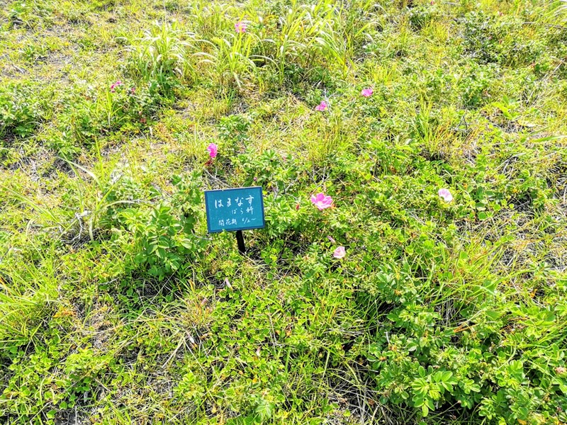 15はまなす.jpg 15はまなす