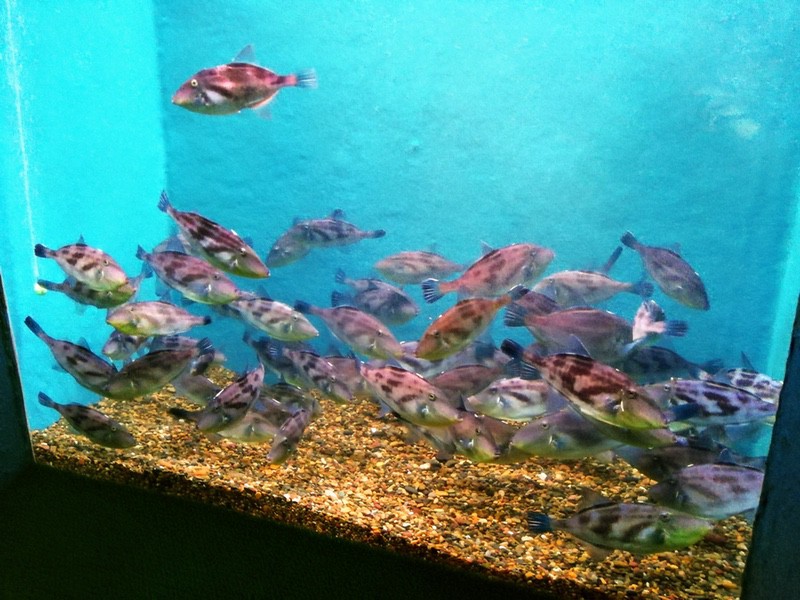 22ウマヅラハギ