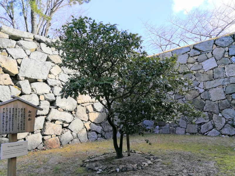 18御殿椿.jpg 18御殿椿