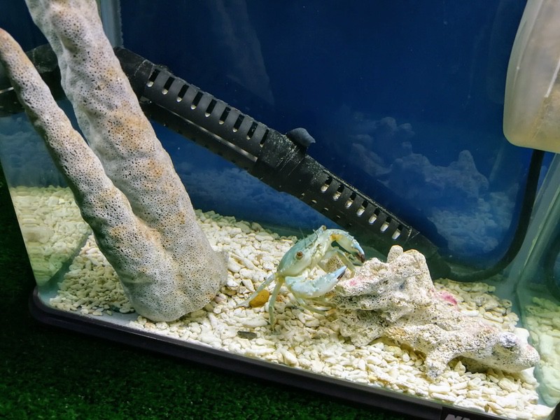 18ノコギリガザミ