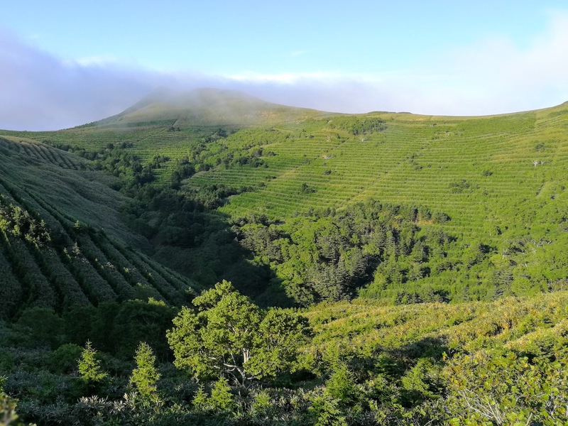 44礼文林道.jpg 44礼文林道