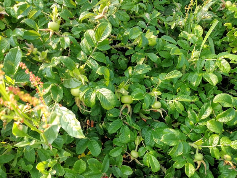 30石狩浜海浜植物保護センター.jpg 30石狩浜海浜植物保護センター