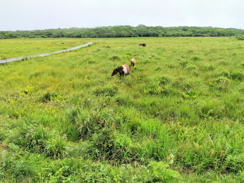 15ポニー.jpg 15ポニー