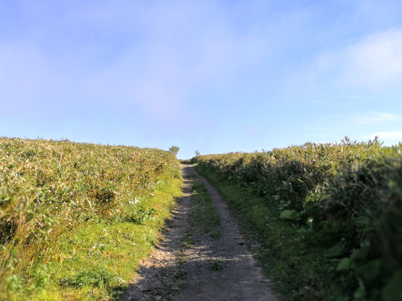 42礼文林道.jpg 42礼文林道