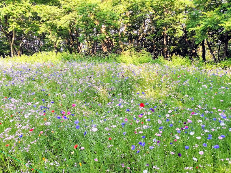 09山の彩りの畑.jpg 09山の彩りの畑