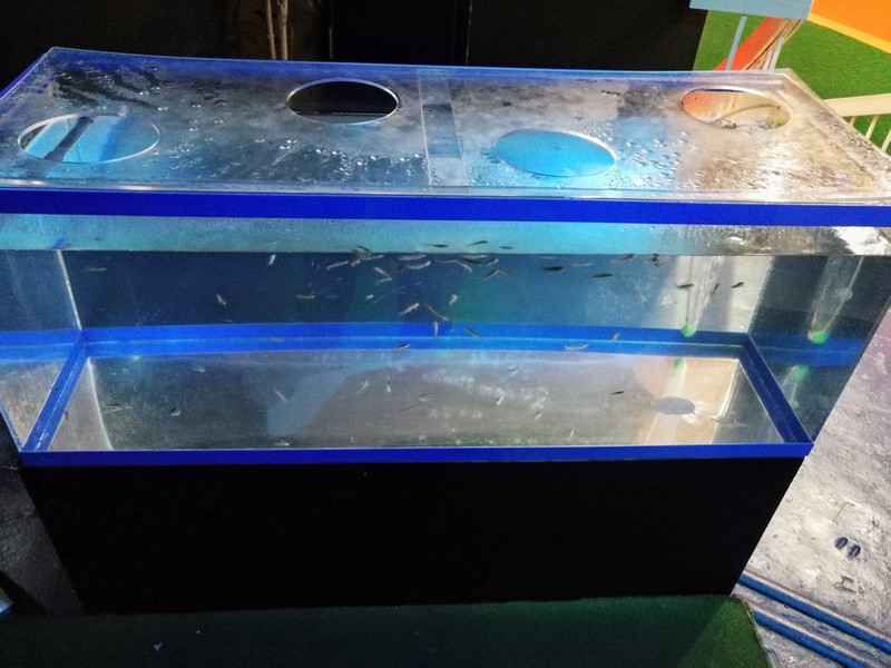 14ドクターフィッシュ